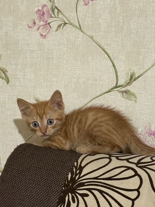 котенка в добрые руки