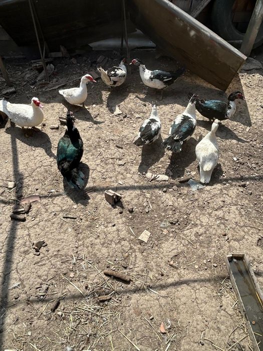 Vând rațe mute Salaj