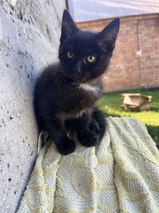 отдам котенка, мальчик