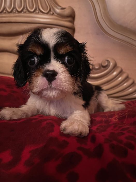 Кавалер кинг чарльз спаниель