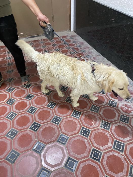 Чистокровная Голден Ретривер срочно