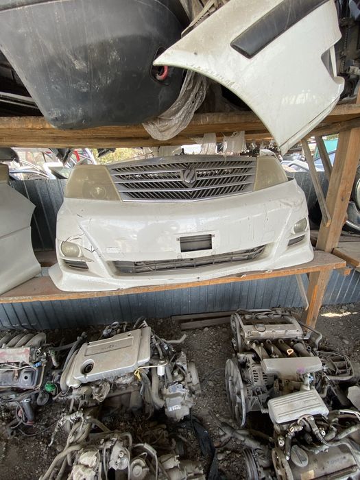 Ноускаты(мини-морды) Альфард