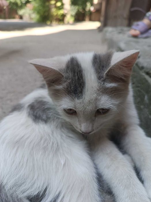 В добрые ручки лучших пушистиков