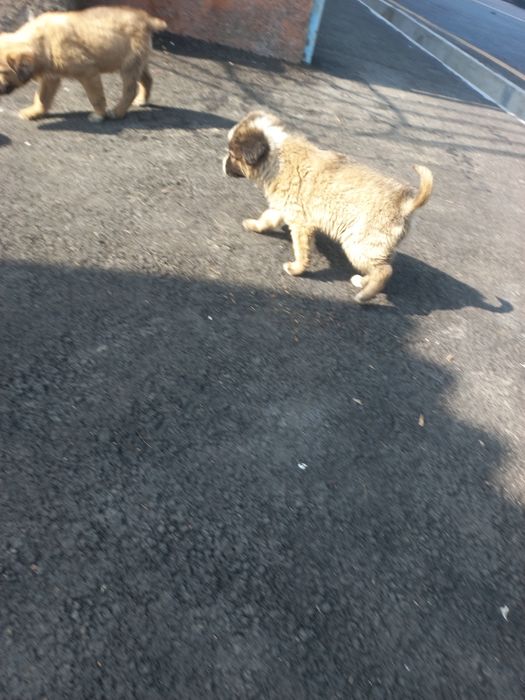 Щенки бесплатно!