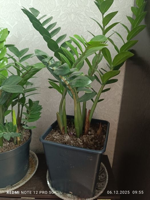 Продам замиокалькус