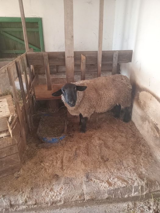 Vând oi Suffolk și un berbec