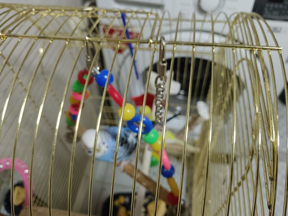 Волнистый попугаи