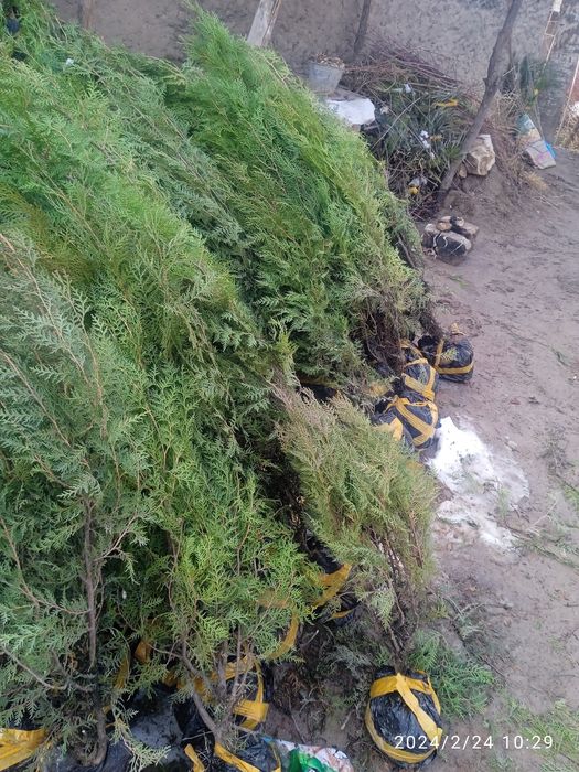 Bodom Archa qirim koʻchatlar sotiladi  2 3 yillik