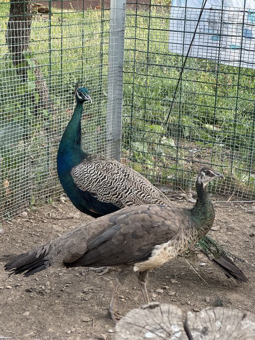 Индийские павлины — 1 самец + 3 самки