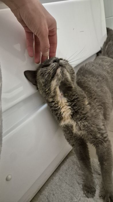 Cleo pisica cea dulce