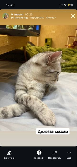 Отдам котов в добрые руки