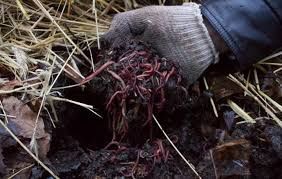 Калифорнийский червь