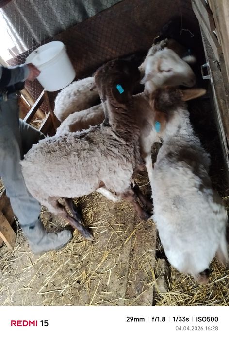 Продам баран с откорма