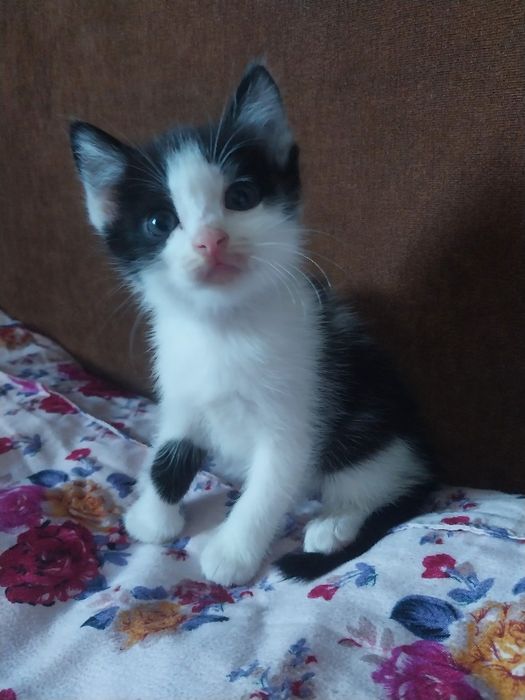 Отдам котят в хорошие руки