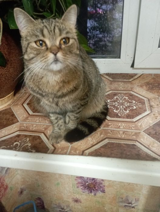 Кошечка британка ищет добрые ручки