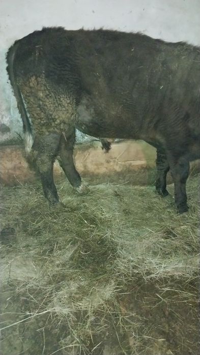 Бұқалар сатылады 600000 тг