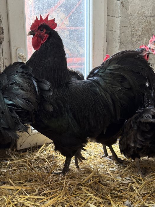 Vand 6 cocosi Australorp Negrii și 2 Albaștrii