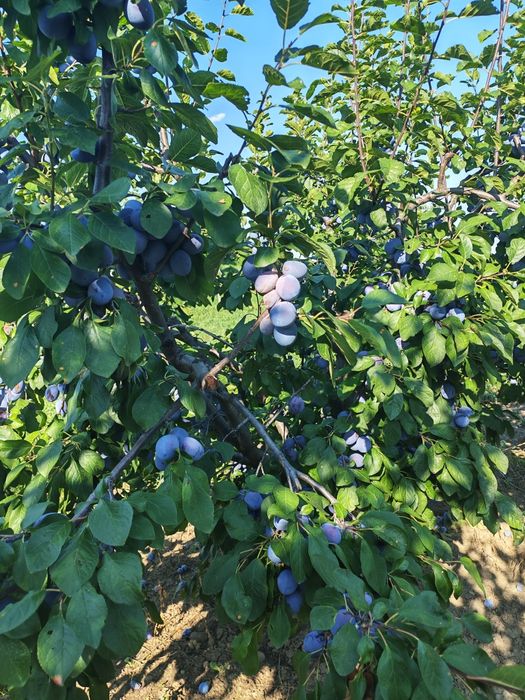 Prune de vânzare