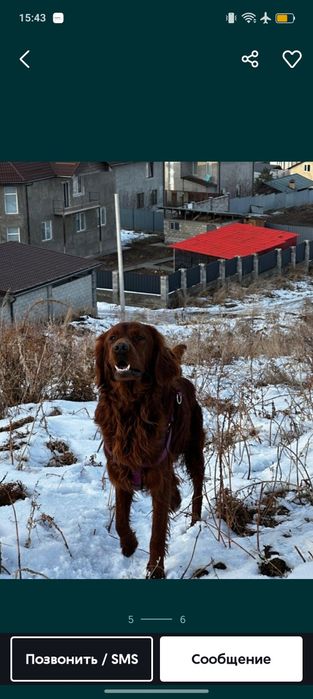 Украли ирландского сеттера 2 недели назад