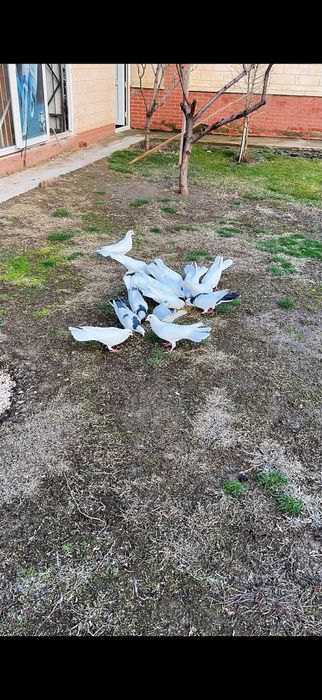 Голуби. Белые ширакохвостые