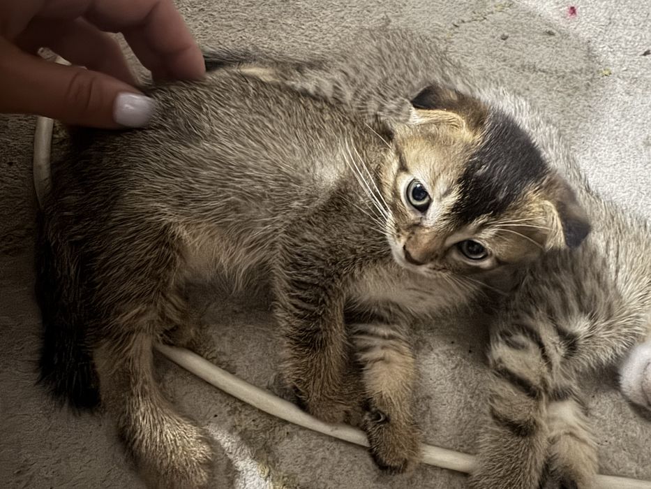 Котята две девочки