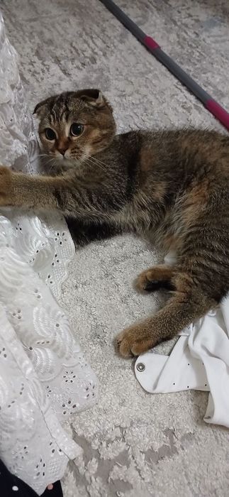 Skotish mushuk sotiladi