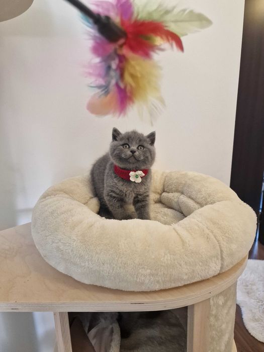 Fetiță British Superbă