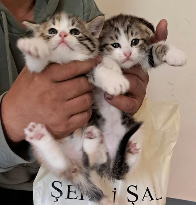 Котенок в добрые руки