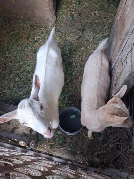 Vand capra si doi iezi