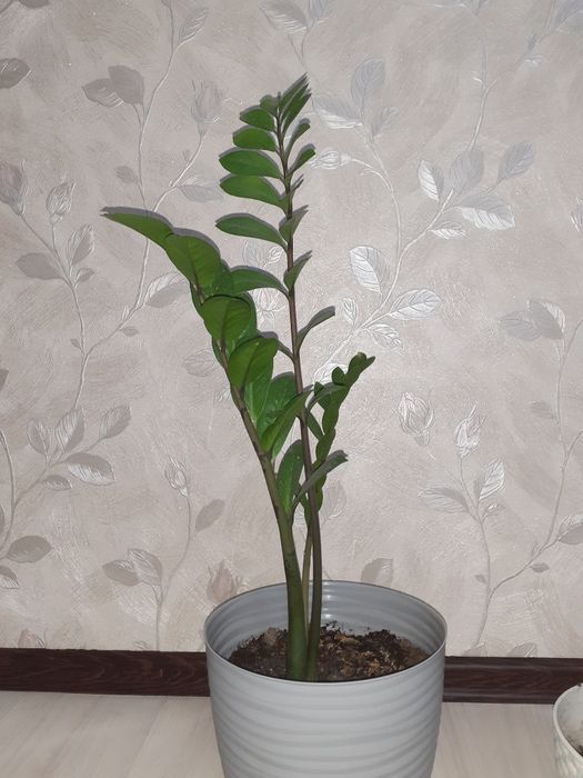 Гүлдер жап жасыл адемы боп турады