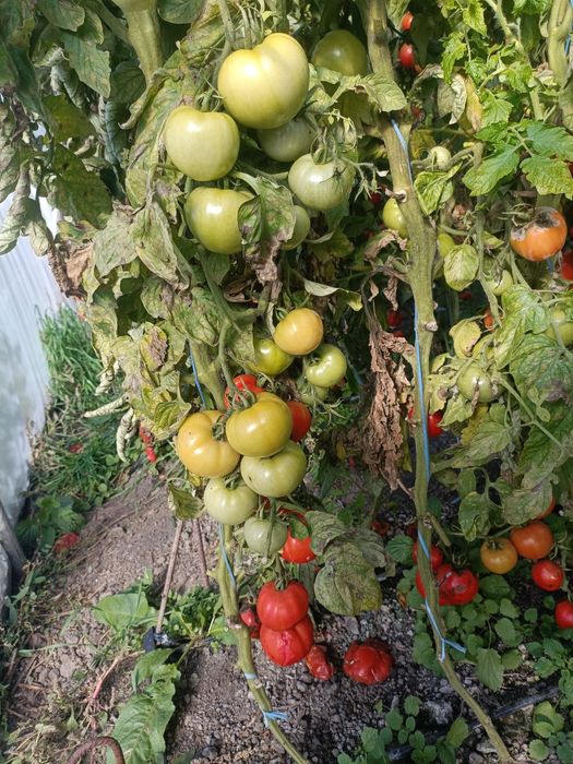 Rosii bio de vanzare