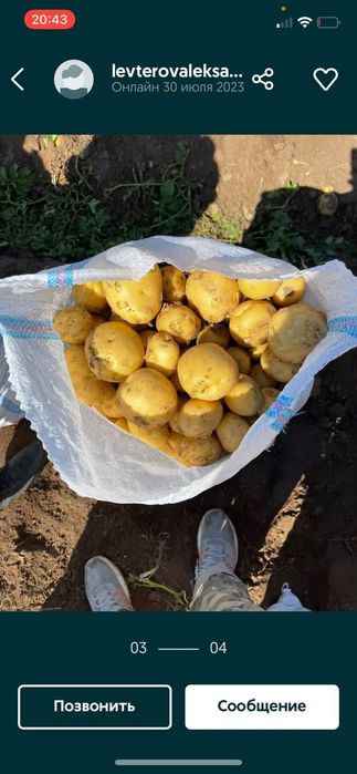 Продам картофель