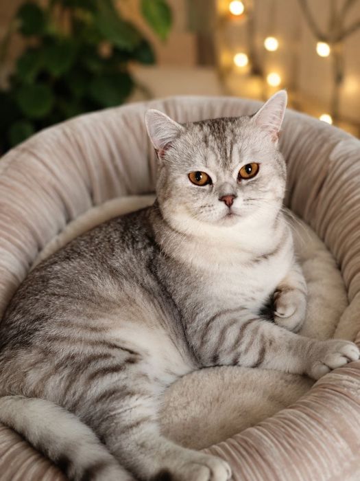Продаётся британский кот 

Шикарный серебристый британец ищет заб