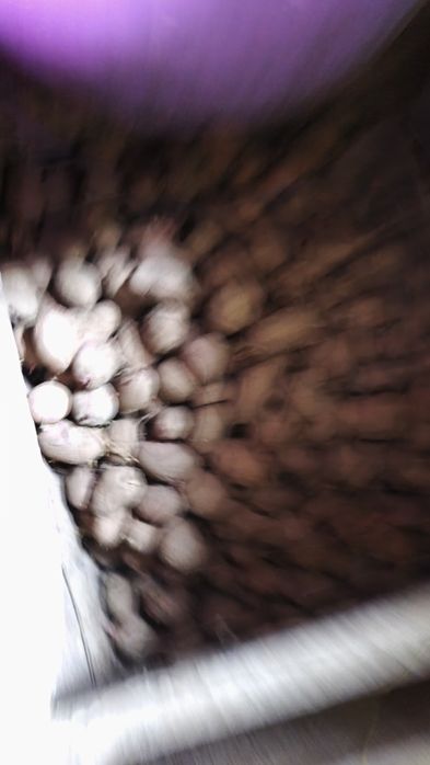 Cartofi de sămânță