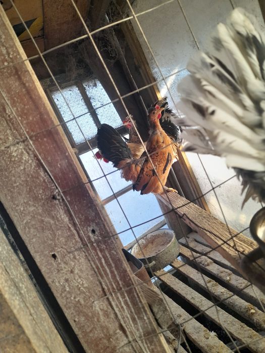 Pereche LILIPUTI Gaina + Cacos din vara anului trecut