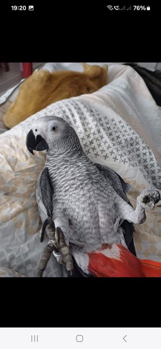 Vand pui papagal jako