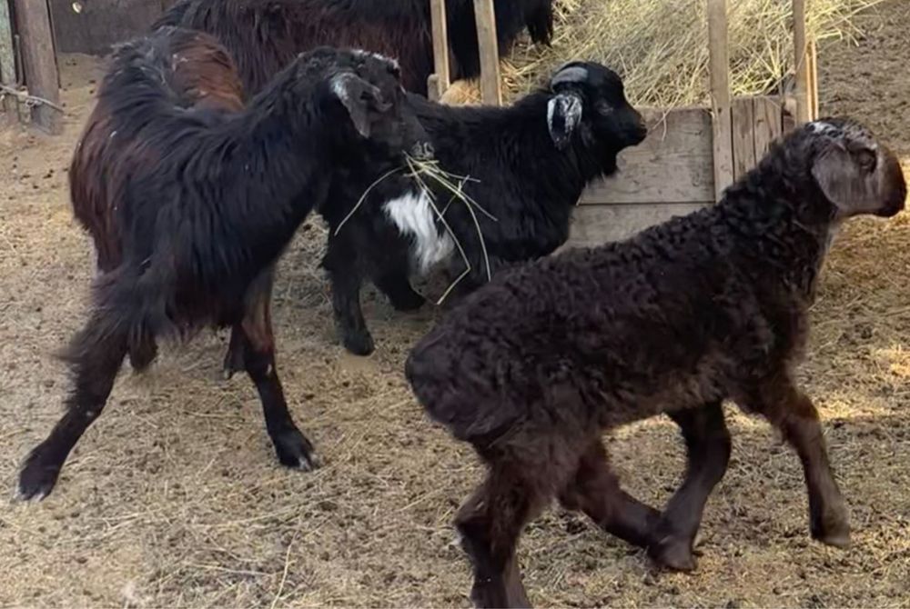 Тез арада,қой қозысымен,ешкі лағымен,шыбыштар сатылады.