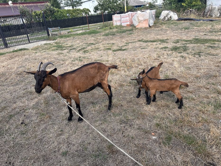 Capre Alpină Franceză + 2 iezi - de vânzare