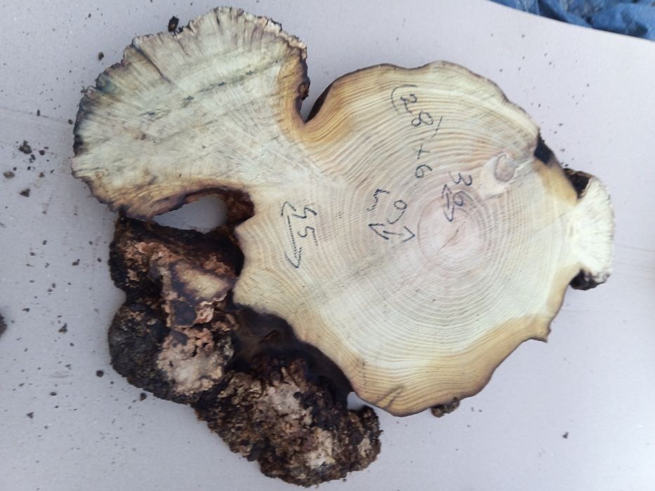 Rondele salcâm bubos