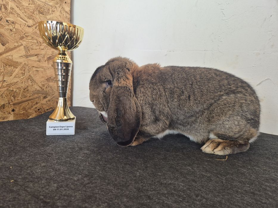 Iepuri Berbec German