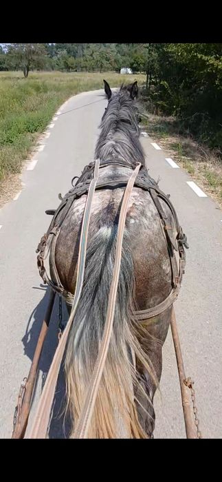 Vând iapa de 3 ...