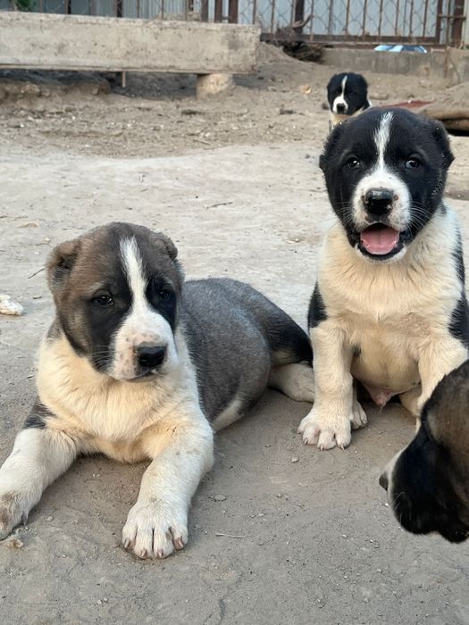 Мүгедектерге арналған порно көру