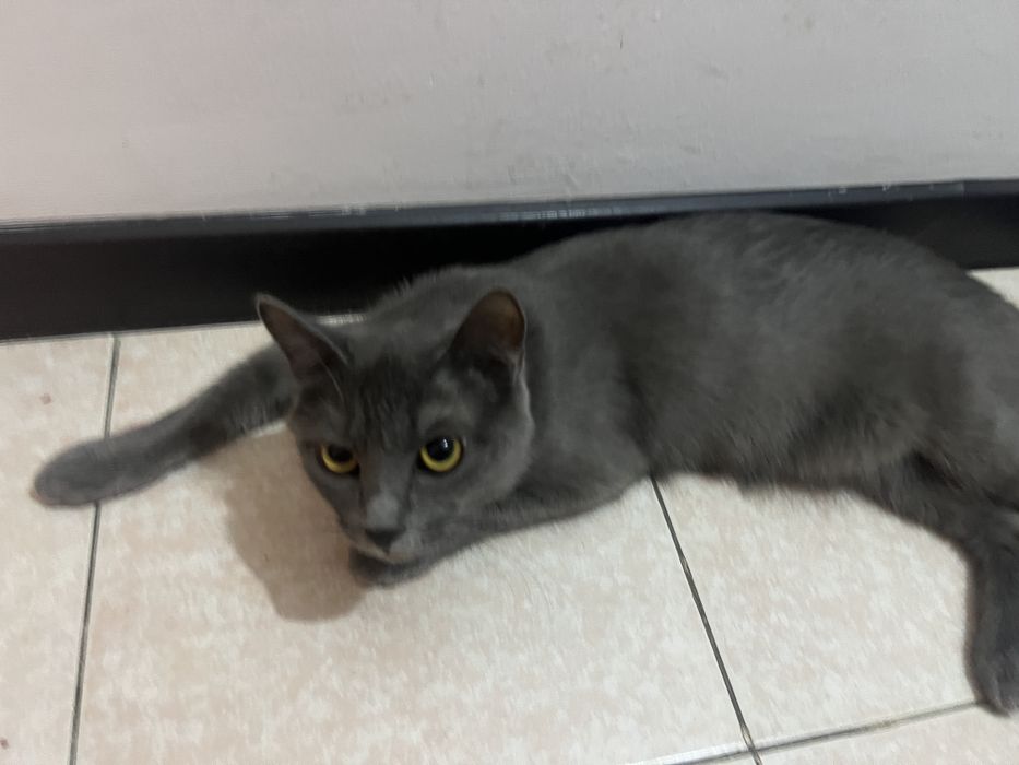 Отдам в хорошие руки кота
