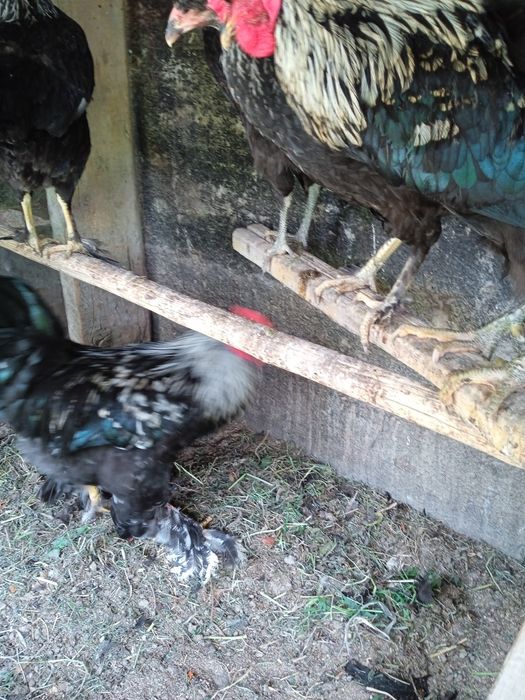 Петухи кара шахзода брама