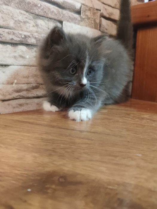 Котенок(мальчик) ищет хозяина