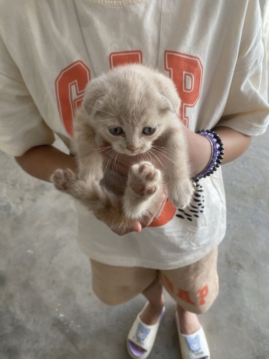 Mushuk scottish fold