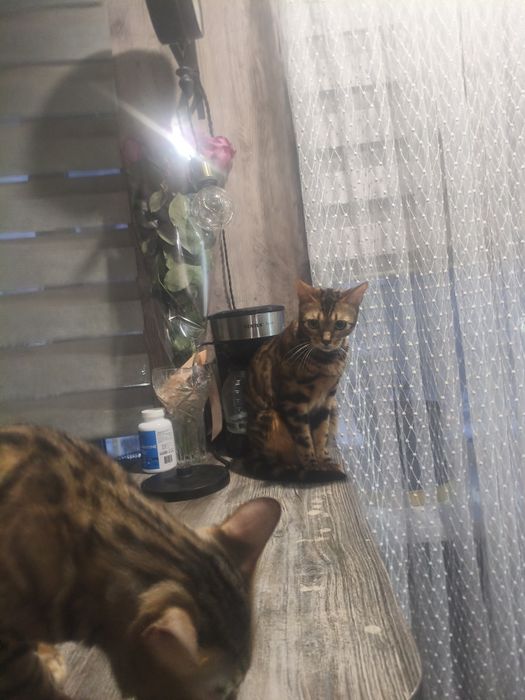 Вязка. Кот бенгальский 1,5 г.