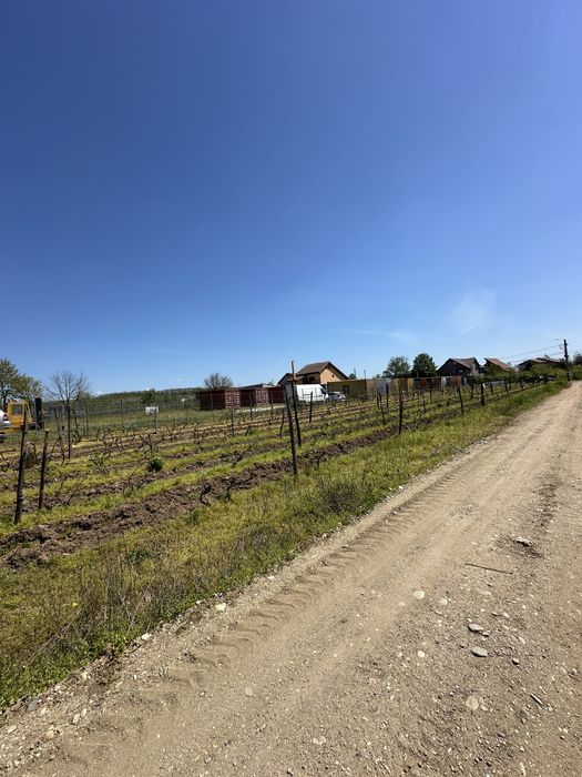 Teren intravilan 794 mp Cârcea Pelendava – 2 deschideri + utilități