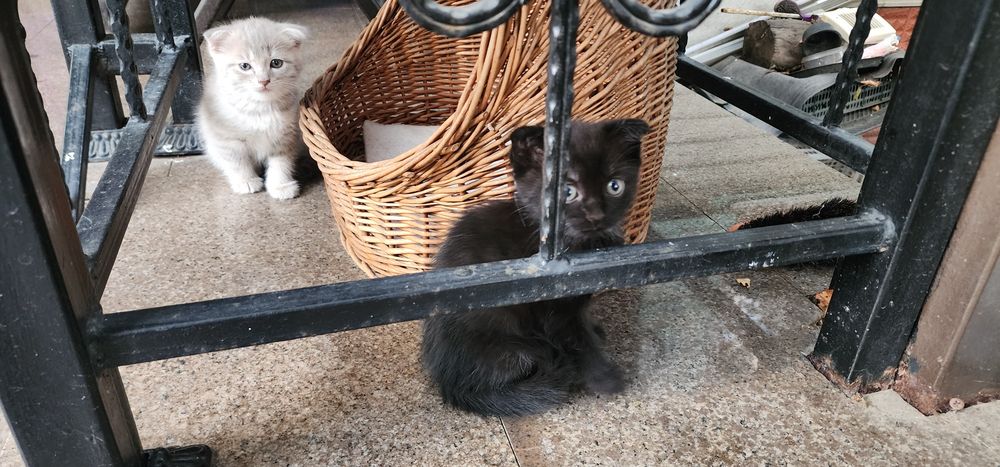 Ласковый котик ищет своего хозяина