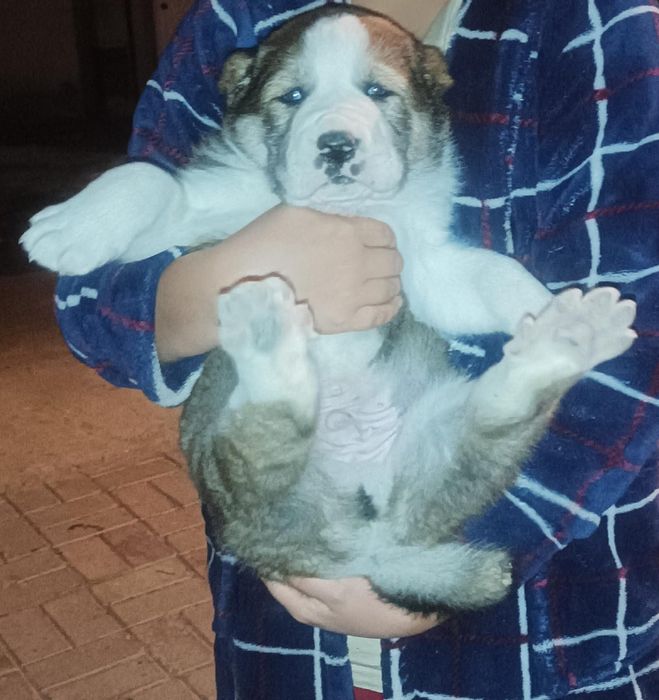 Боец сатылады кушик